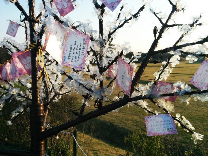 180409_flower 4_in.jpg